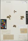 Foto von Salix kitaibeliana Willd. x Salix phylicifolia L.